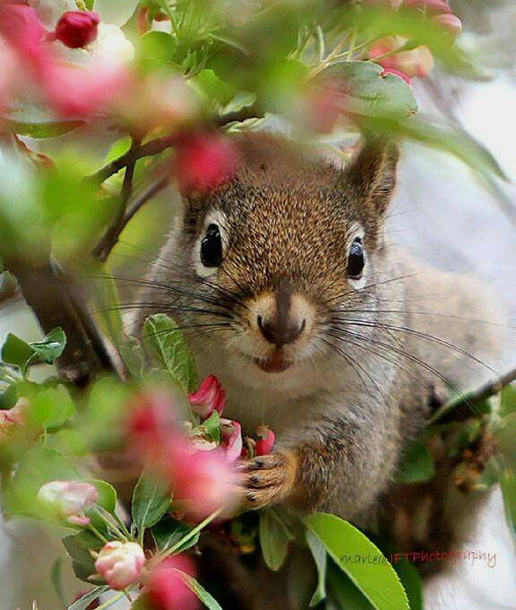 Hi ...🌺🍃🌺🍃🌺