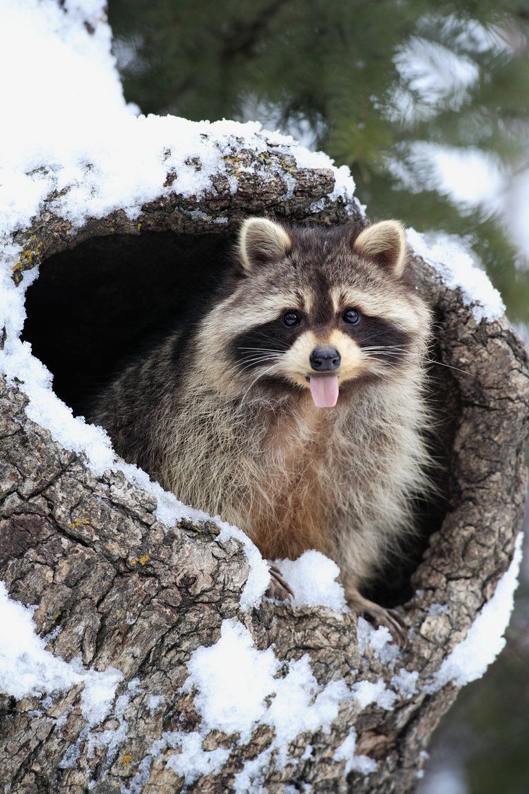 Raccoons Hourly tweet media