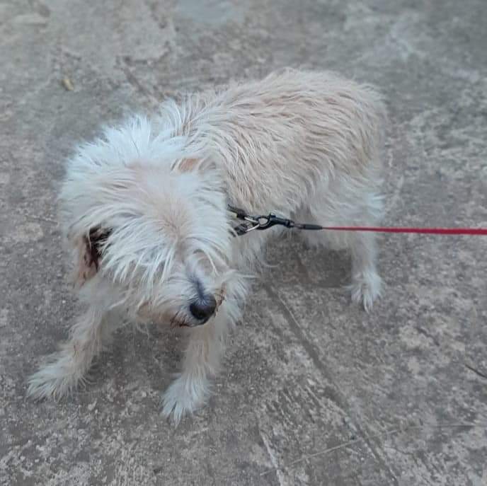 AsociacionADAT's tweet photo. NOS PIDEN AYUDA EN DIFUSIÓN Y GESTIONAMOS LA ADOPCIÓN.

¡¡¡ EN #ADOPCIÓN !!! LO CEDEN POR CAMBIO EN LA SITUACIÓN FAMILIAR. #TORRENT, #VALENCIA.
TAMBIÉN NECESITARÍA #ACOGIDA A LA MAYOR URGENCIA PORQUE PERMANECE SOLITO EN UN CHALET.

RUBIO, macho de 12 años. Con chip.
Se... https://t.co/Px5TeZ0khv