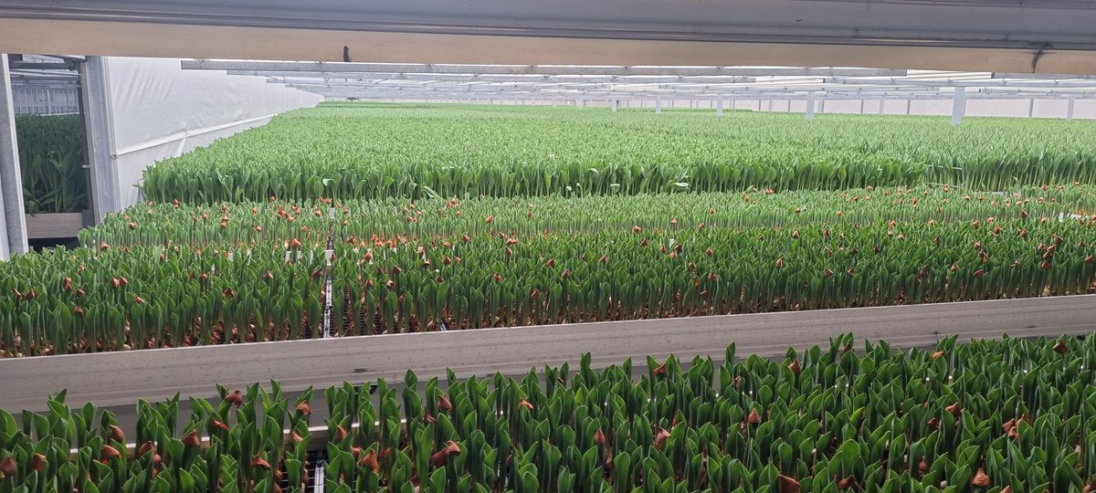 Nieuwe lichting tulpen komt er weer aan. Een bos vreugde