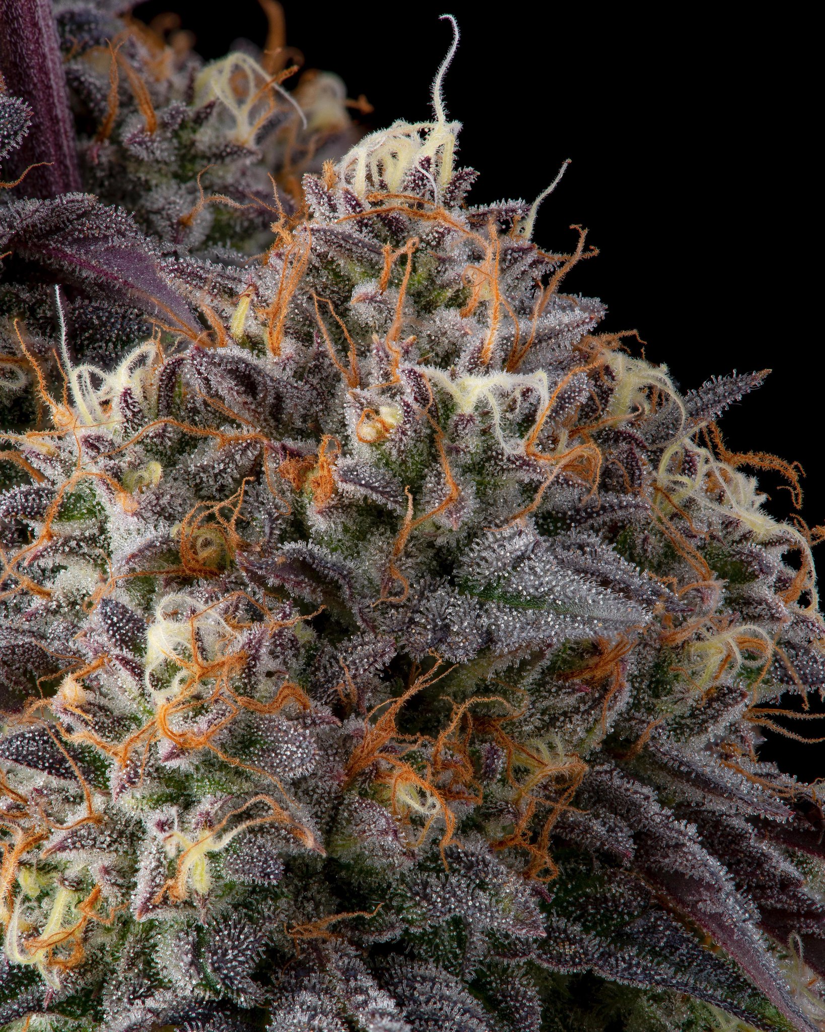 Cookies 🍪 on Twitter "{ Fly } 💪🏽 sweet berry cobbler flavor