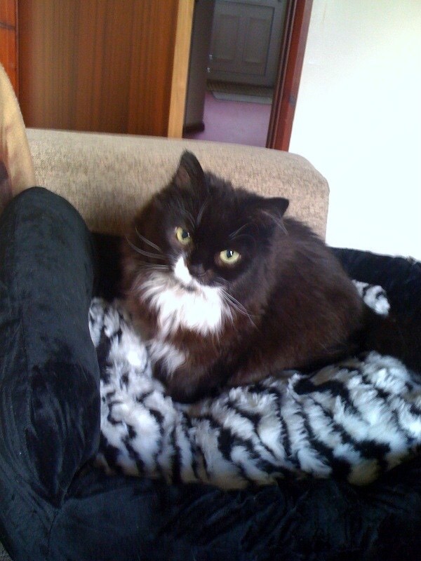 lyndacampkin's tweet photo. @TreasuryMog This is Smudger who went OTRB in 2013 https://t.co/2XIwhFM5KG