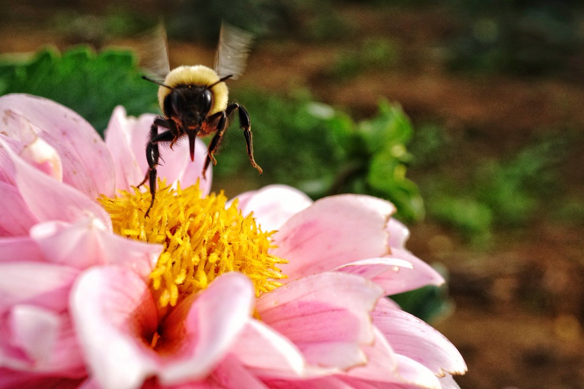 KarissasKapture's tweet photo. Coming in hot for a Monday Morning Landing! ๐๐ธ
#KarissasKaptures #HollandRidgeFarms #njinbloom #gardenstateadventures #NjrMeetup #Njradiant #Bumblebee #Pollenators #NewJersey #fallseason๐ #fallismyfavoriteseason #SonyCamera #sonyphotography #sonyalpha #sonya6000 https://t.co/Xz8YKVwSf6