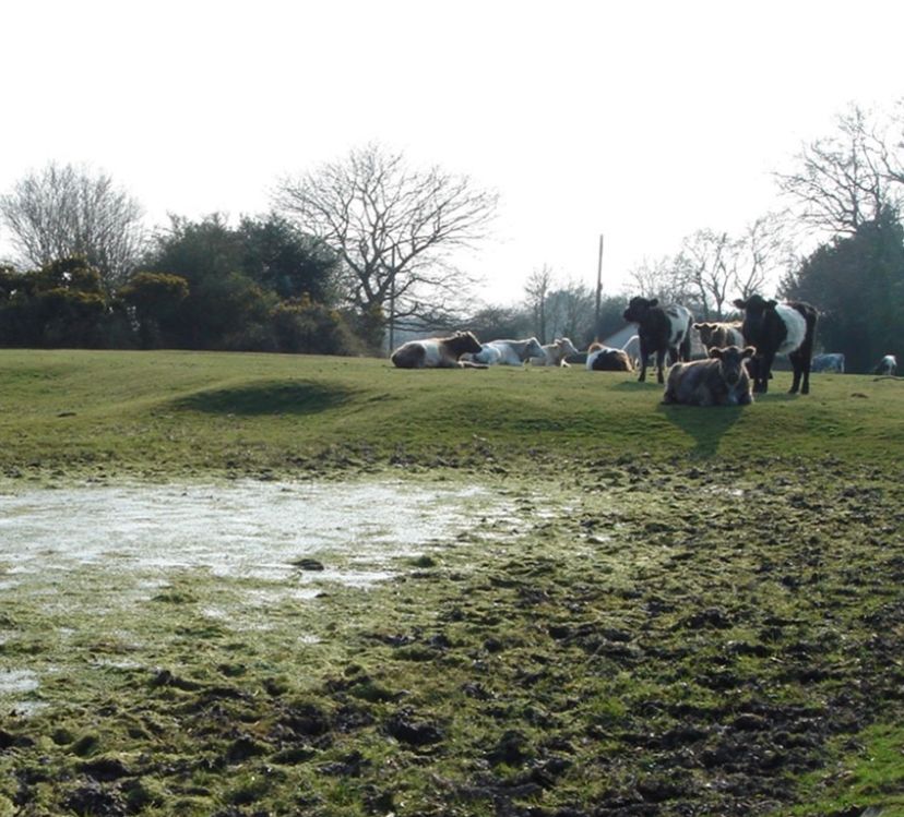 There are over 1,000 mapped ponds in the New Forest, which support a wide variety of wetland wildlife. These ponds occur across all habitat types, creating a patchwork of varied, clean freshwater habitats otherwise lost from the rest of lowland England.

<a href="/NewForestNPA/">New Forest NPA</a>