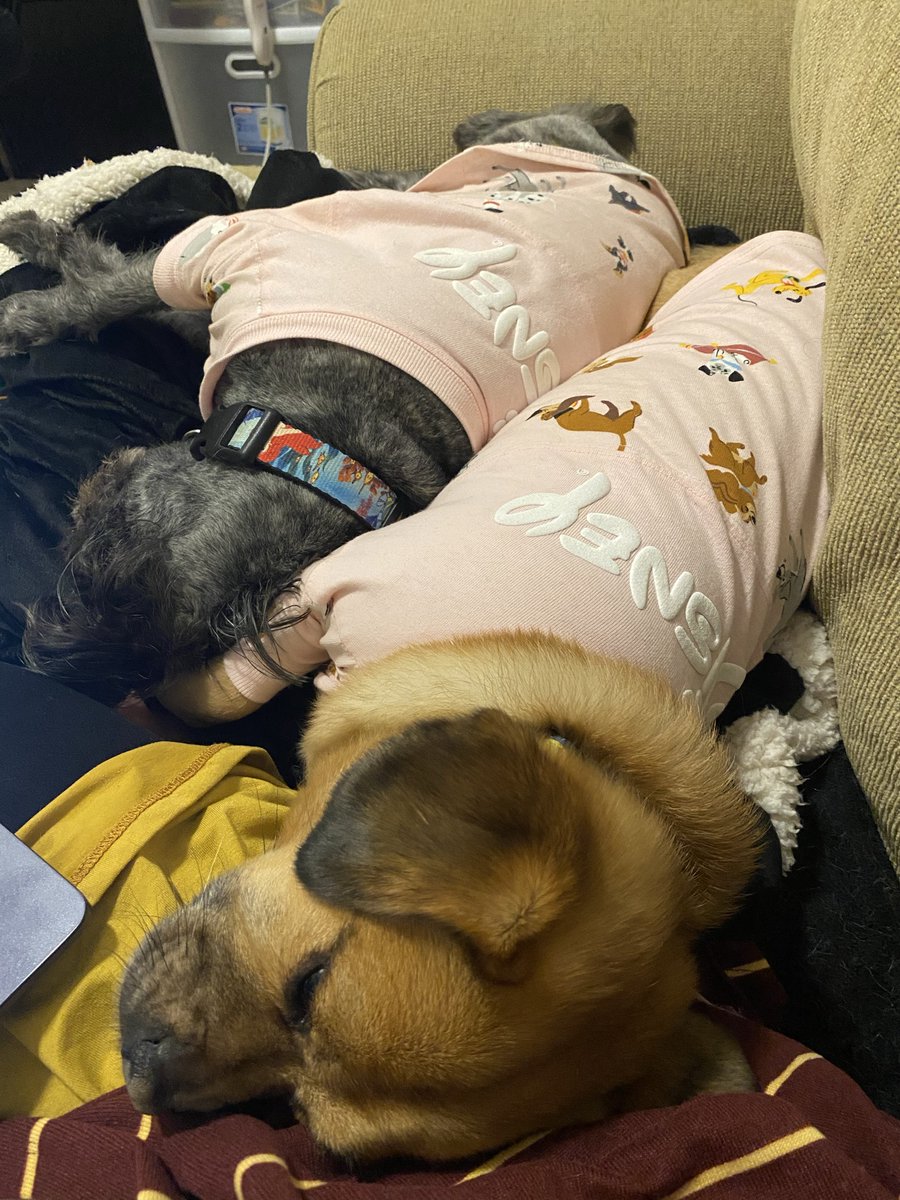 WeCanShowDisney's tweet photo. So grateful our pets love clothes.  This means puppy Spirit Jerseys!  ❤️ ❤️ 

Do your pets tolerate clothes?

#disney #disneycouple #disneyvlog #disneyvlogger #dcpalumni #disneypets https://t.co/gKjmgbcQCH