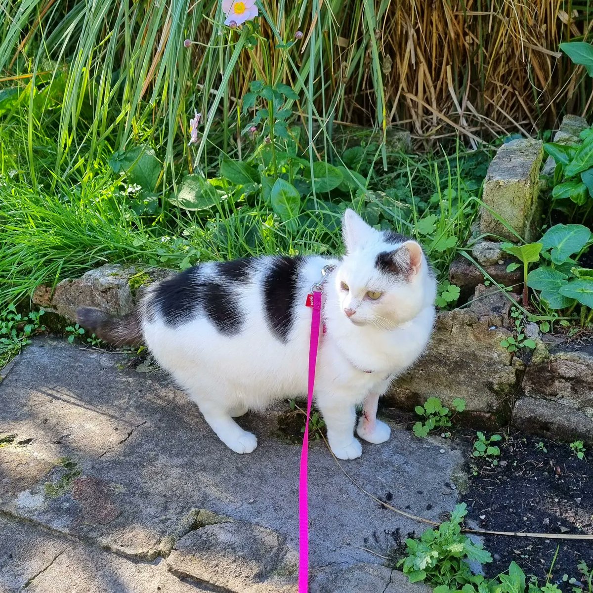 ScaredyCatCW's tweet photo. I had a little operation on my left front leg ... The recovery is going well ... I'm not allowed outside on my own for another week so The Hooman takes me on a lead ... We're off to the vet for a checkup in a bit ... 🌞😺🍃🍁🍂 #Cat #Scaredy #CatsOfTwitter https://t.co/tGkdRmYJKz