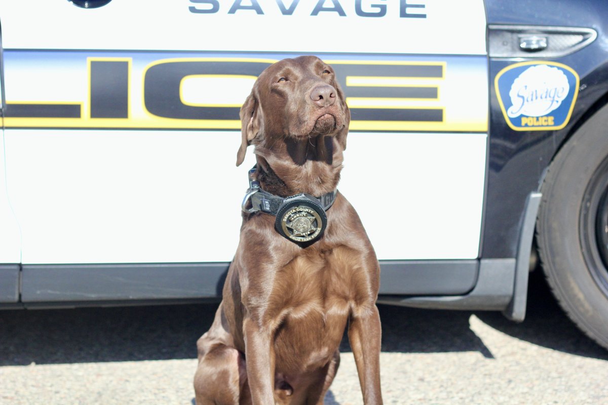SavagePoliceDep's tweet photo. Today is Monday.  Mondays are hard.  So to help, please enjoy a picture of Gunnar staring off into a distance picturing his next drug bust. https://t.co/zY2gbDjAtp