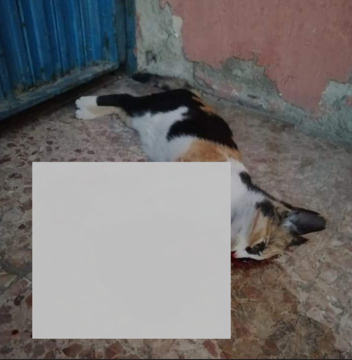 Nihal_K34's tweet photo. Edremit'de mental bozukluğu olan A.K sokaklarda serbestçe hayvanları katletmeye devam ediyor.
SUÇLU onu kontrolsüz bırakan vasisidir!
A.K. hk daha önce 10kez adli/idari işl.yapılıp,
bir süre önce de @Kaymakamlikedrm Sn @aodabas ilgisiyle 3.kez Ruh ve Sinir Hst.yatışı sağlanmıştı+ https://t.co/3MUDE4EIaH