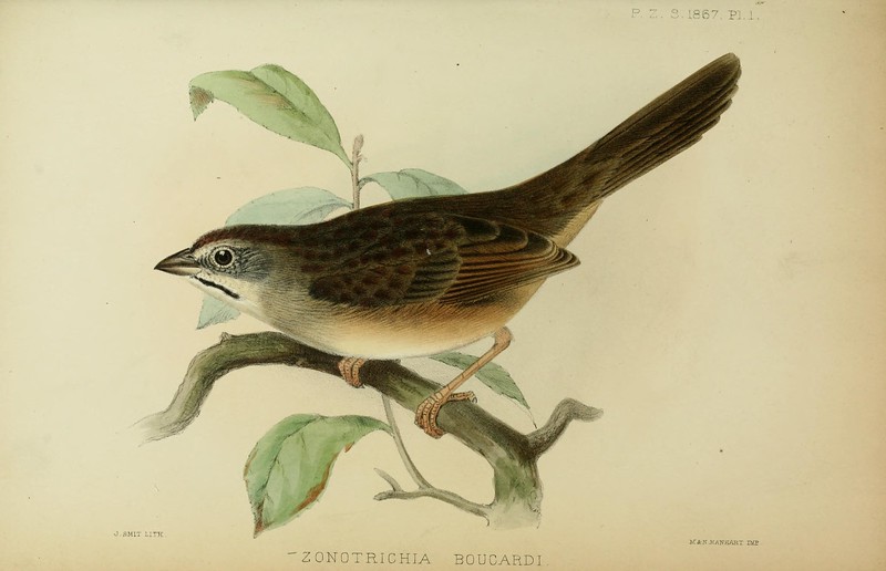 Proceedings of the Zoological Society of London. London. Academic Press, 1833-1965.