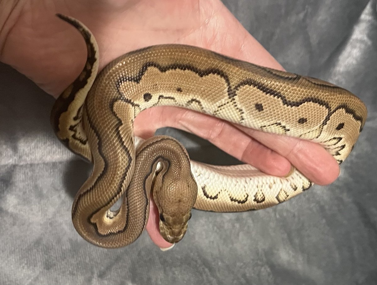 Amandaisout's tweet photo. A living tootsie roll 🥰 It was love at first site!
#BallPython #clown#morph #NARBC #TinleyPark https://t.co/TlPvzOhwXZ