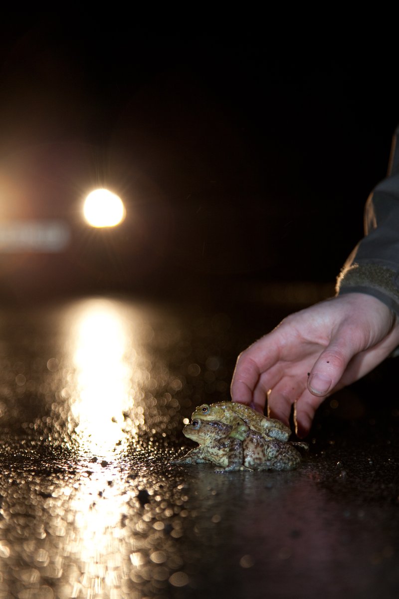 froglifers's tweet photo. Today is #AnimalRoadAccidentAwarenessDay #DYK it's estimated that 20 tonnes of #toads are killed on the UK’s roads every year? In 2021 over 80,000 toads were saved by our amazing #ToadPatrollers. Find out more about the project here: https://t.co/hwkEKzLhMx
📷 Dave Kilbey https://t.co/lX3cnLsx99