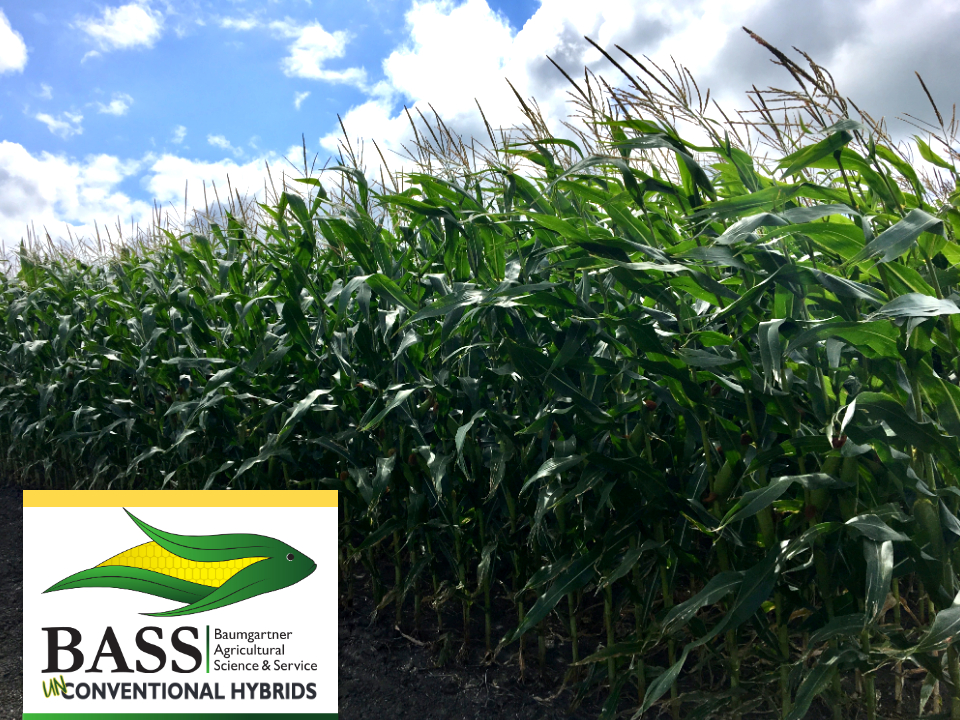 What makes BASS Hybrids different? Our personalized seed corn is created by farmers, for farmers. With hybrids that are designed specifically for your farm, you’ll obtain the highest yields possible year in &amp; year out. We know farming, and we know corn: basshybrids.com