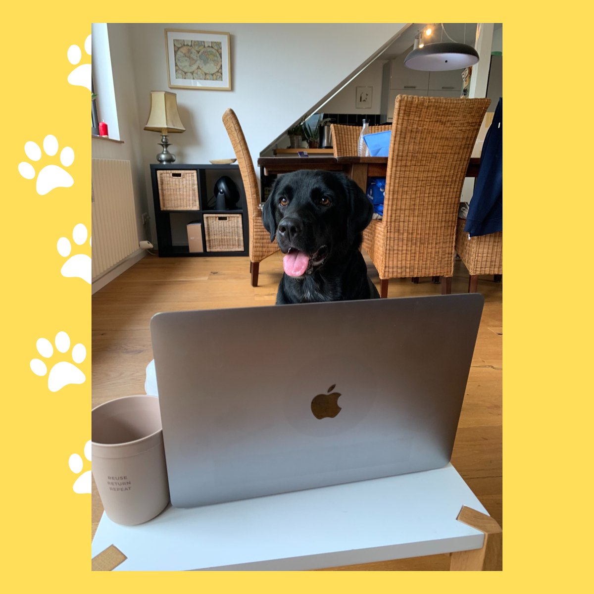 DrunkOctopus_PR's tweet photo. Unsere liebsten Meerestiere? Klar, Octopoden 🐙. Unsere liebsten Landtiere? Definitiv Hunde 🐶! Heute zum Welthundetag geben wir euch einen kleinen Einblick wie hart unsere Haustiere tagtäglich schuften.
#pawsome #drunkoctopuscommunications #pragentur https://t.co/L13rQKve3i