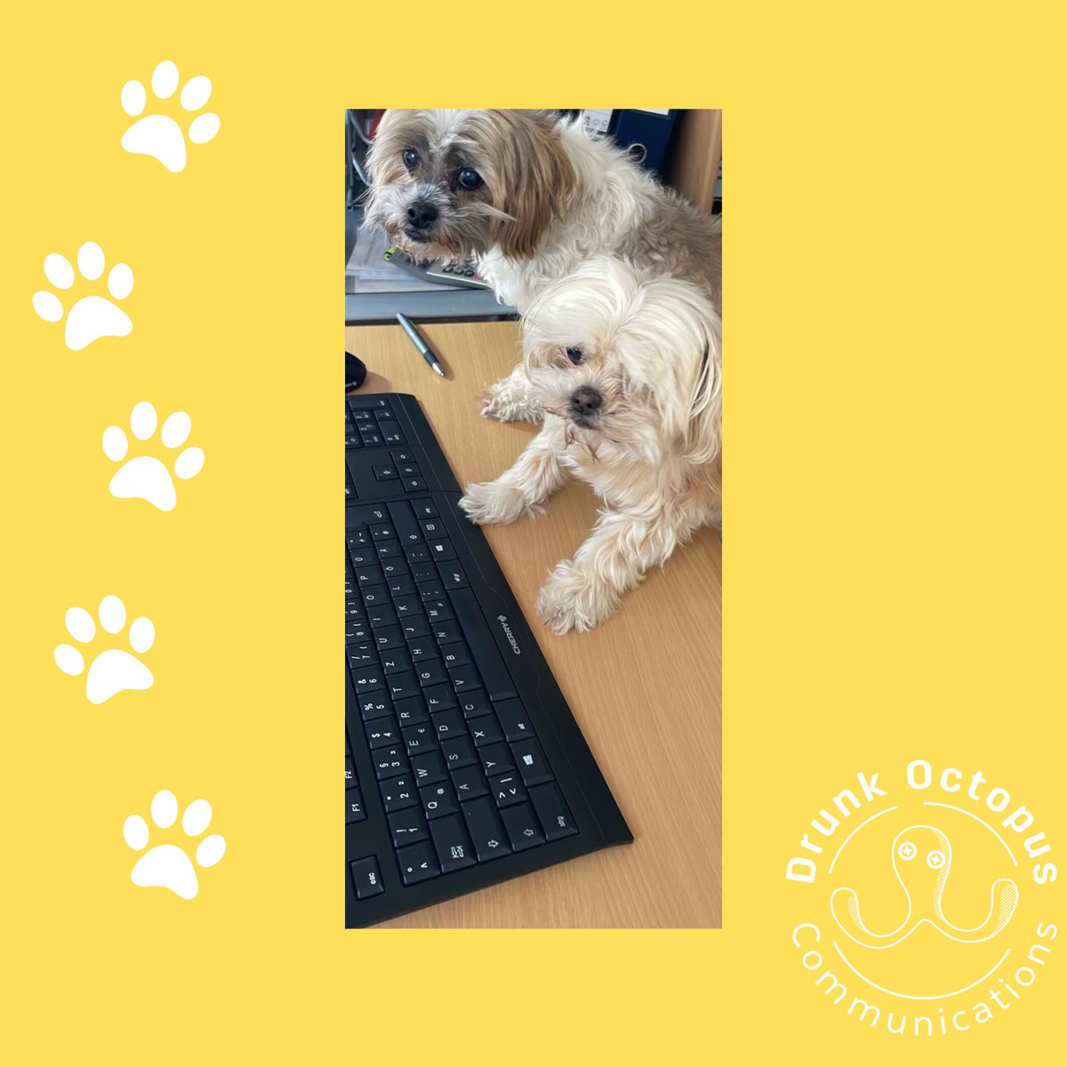 DrunkOctopus_PR's tweet photo. Unsere liebsten Meerestiere? Klar, Octopoden 🐙. Unsere liebsten Landtiere? Definitiv Hunde 🐶! Heute zum Welthundetag geben wir euch einen kleinen Einblick wie hart unsere Haustiere tagtäglich schuften.
#pawsome #drunkoctopuscommunications #pragentur https://t.co/L13rQKve3i