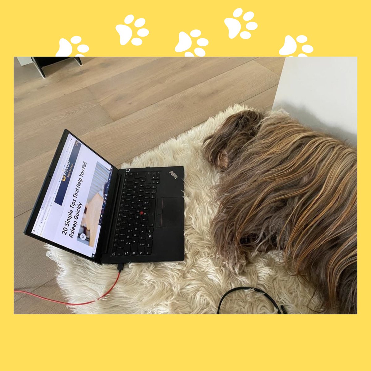 DrunkOctopus_PR's tweet photo. Unsere liebsten Meerestiere? Klar, Octopoden 🐙. Unsere liebsten Landtiere? Definitiv Hunde 🐶! Heute zum Welthundetag geben wir euch einen kleinen Einblick wie hart unsere Haustiere tagtäglich schuften.
#pawsome #drunkoctopuscommunications #pragentur https://t.co/L13rQKve3i