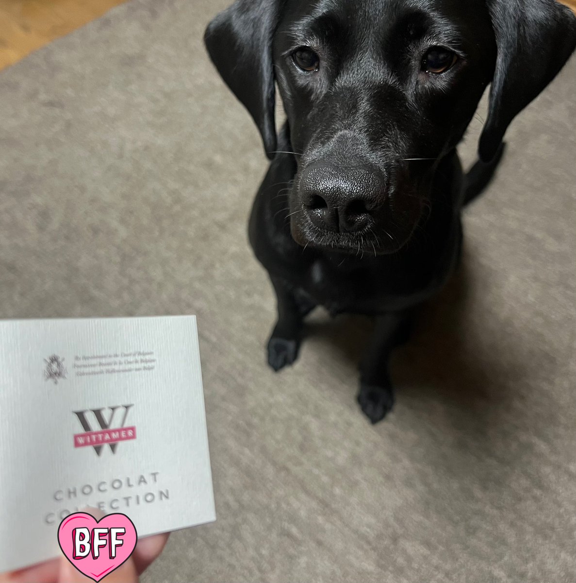 飼い主がチョコレートの説明をするのを困り顔で聞いてくれる犬

#ラブラドールレトリバー　#黒ラブのいる暮らし