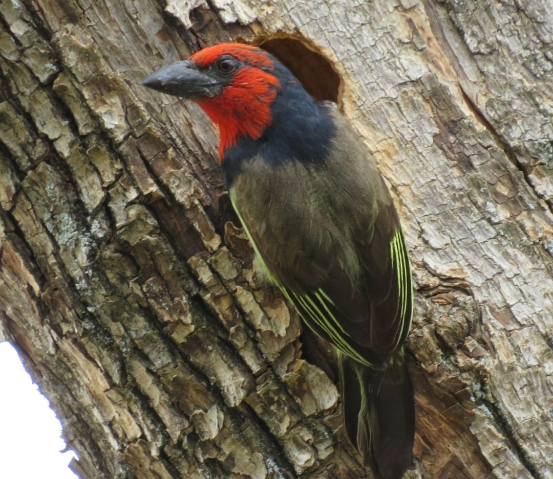 The birdlife of #SomersetEast is legendary! This clever little black-collared barbet photographed in the garden of Angler &amp; Antelope Guesthouse. One moment just a jacaranda tree and, the next, a perfectly round hole with just enough space for two birds and a couple of eggs #karoo