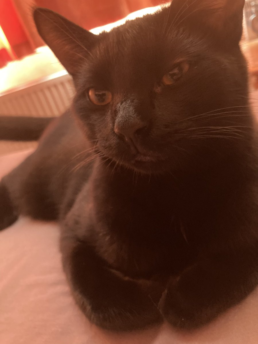 catdiary_owner's tweet photo. I still carefully watching over my poorly Mummy. She says I should go and play as I is just a kitten but I isn’t leaving her 🐈⬛🐾❤️#gus #totallydevoted #CatsOfTwitter #catsofinstagram #blackcats #AdoptDontShop https://t.co/9m53KF0qTS