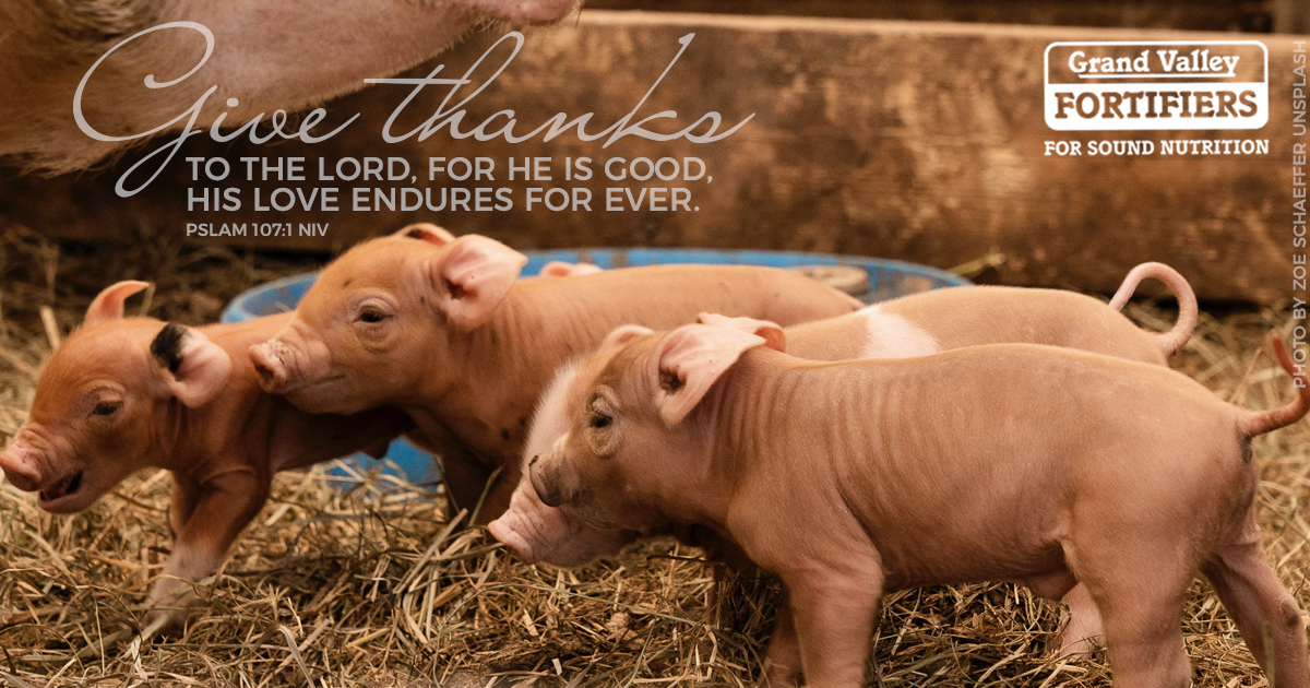 GVF Swine tweet media