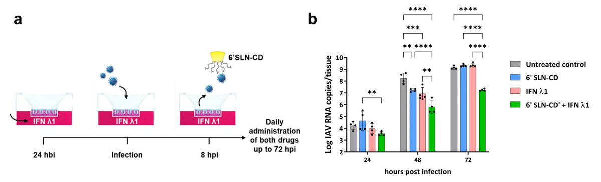 GCIR_Unige's tweet photo. Check out the latest publication by @GCIR_Unige member Pr. Caroline @TapparelC in @CommsBio !
An anti-influenza combined therapy assessed by single cell RNA-sequencing 👉 https://t.co/t6Dzadb7vA
@MIMOL_UNIGE @UNIGEnews @Hopitaux_unige
#flu #IFNλ #SingleCellRNA #hostpathogen https://t.co/Bi6kgg3Hdu