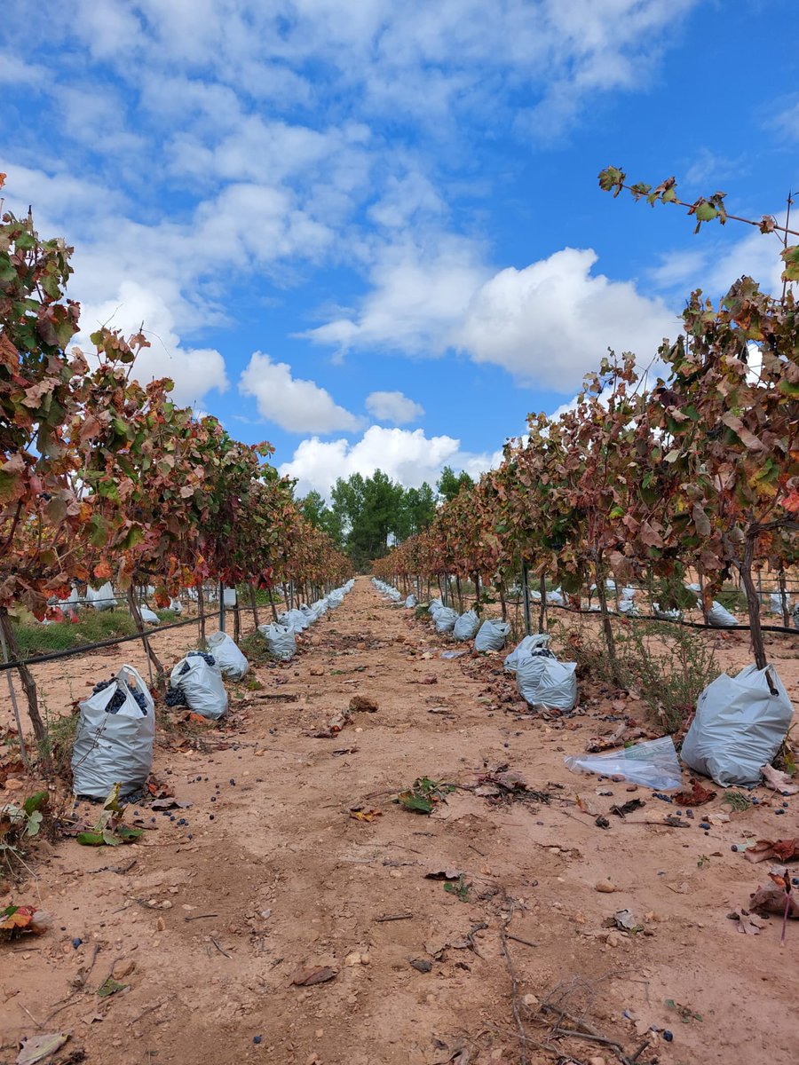 IviaRiegos's tweet photo. Empezamos octubre🍂 echando un cable a @CidEinvestiga y @DOUtielRequena con la #vendimia del proyecto #ValoraBobal 🍇 en el que también colabora @GVAivia  Ahora a trabajar con los resultados de calidad. ¡Os mantendremos informados! #TransferenciaReal https://t.co/IAN8IONGnZ