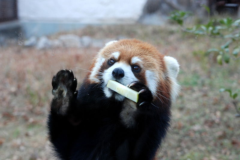 RedPandaEveryHr's tweet photo. https://t.co/HEHnqY2nZy