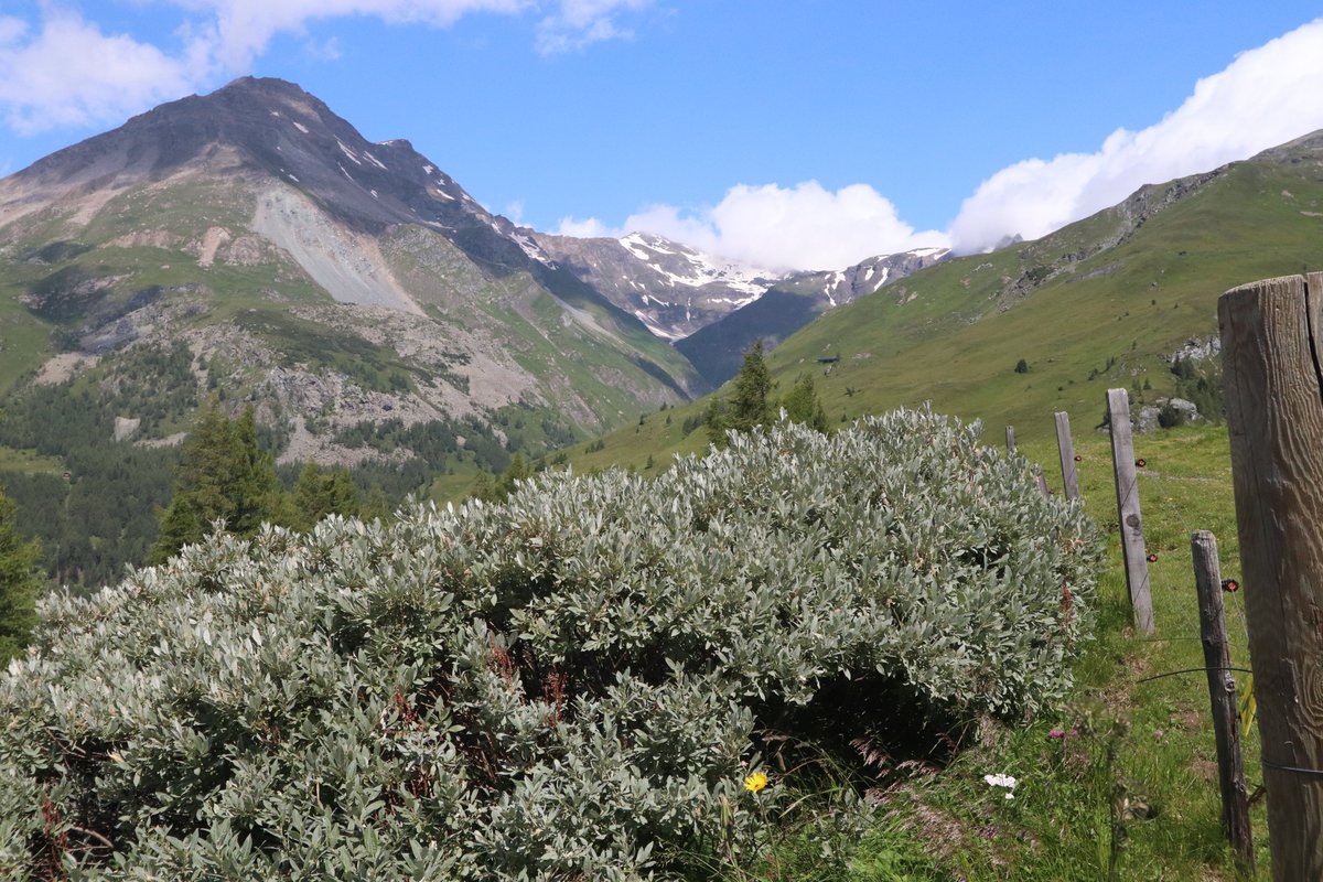 MartinVolf tweet media