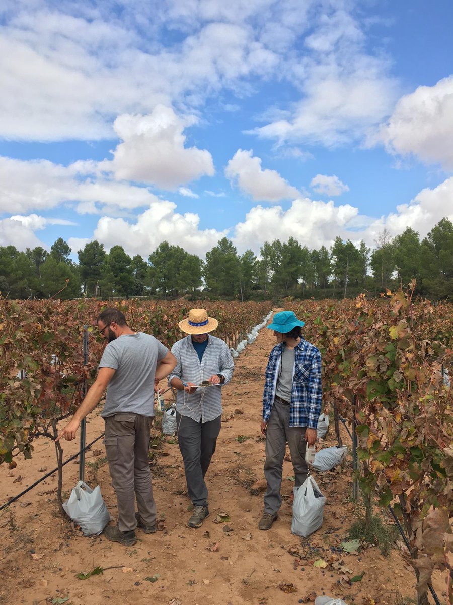 IviaRiegos's tweet photo. Empezamos octubre🍂 echando un cable a @CidEinvestiga y @DOUtielRequena con la #vendimia del proyecto #ValoraBobal 🍇 en el que también colabora @GVAivia  Ahora a trabajar con los resultados de calidad. ¡Os mantendremos informados! #TransferenciaReal https://t.co/IAN8IONGnZ