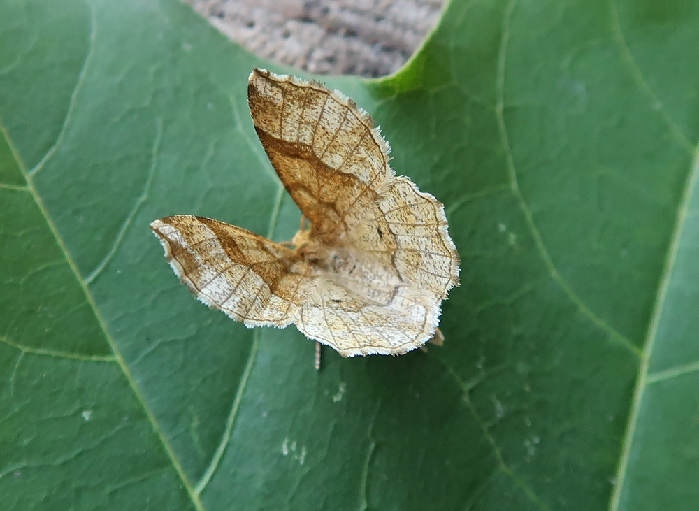 Only 14 moths of 6 species to light in Hazel's Tintern garden (VC35) last night, but a very out of season Little Thorn (Cepphis advenaria) meant it was worth the effort. The latest UK record in the Atlas of Larger Moths is mid July, however she did record one on 20/8/18.