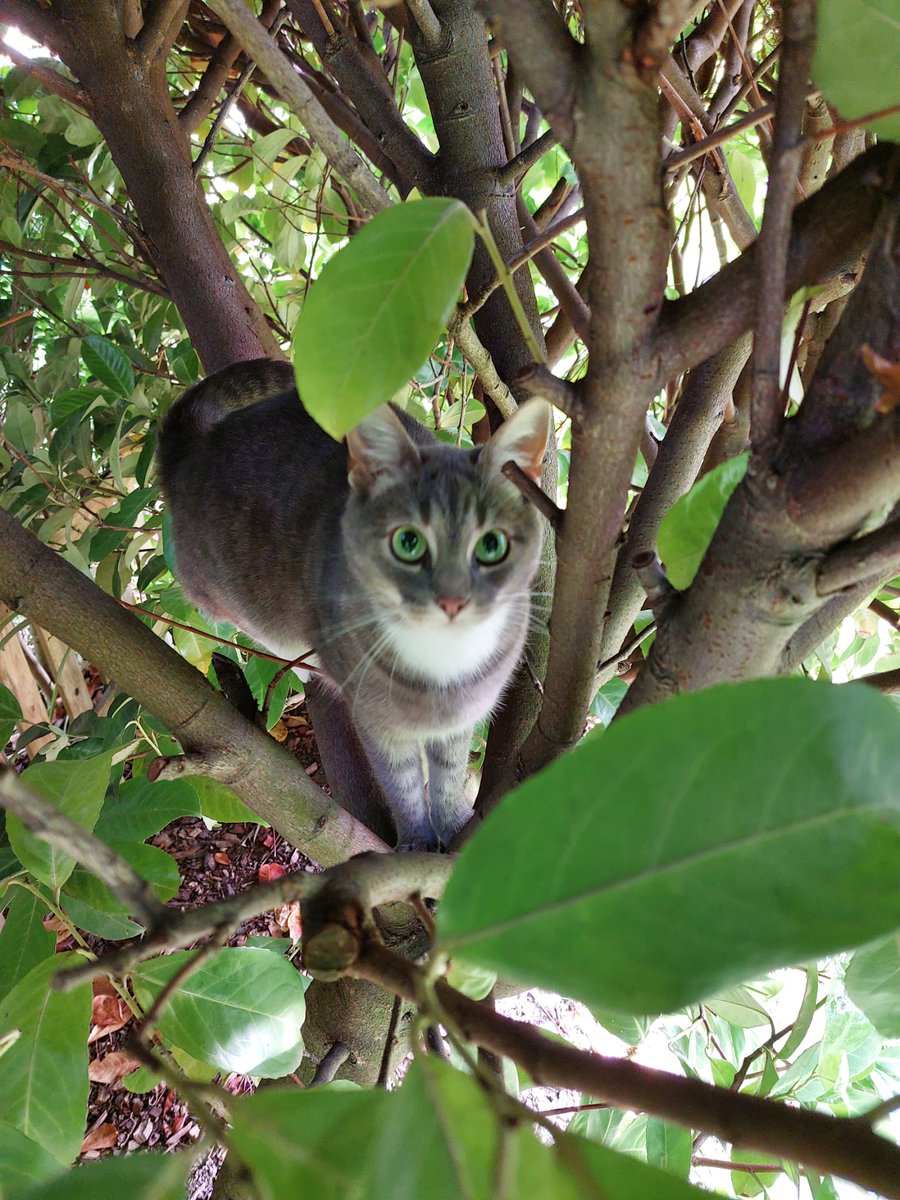 Kermitine2's tweet photo. @blauesLichtchen Darf ich vorstellen, Elsa 😻 https://t.co/7PFP7kJ2dl