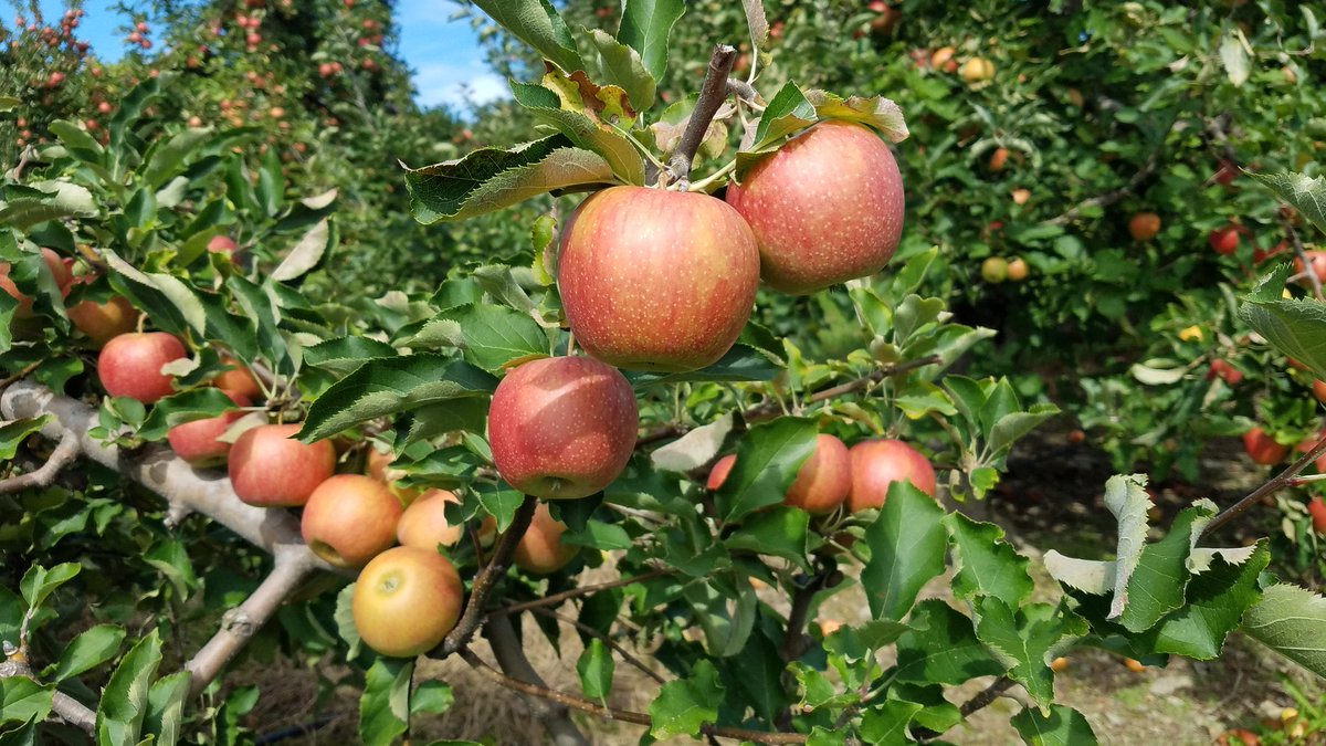 Tell me a poetry book publisher who is open for submissions in fall, no fees. #books #poetry #amwriting