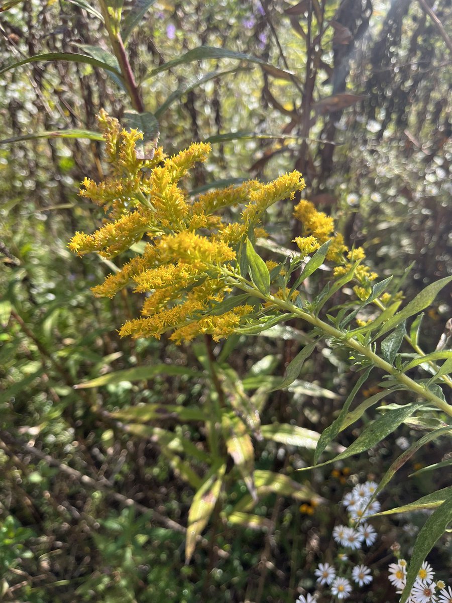Walk and Talk Biology and Ecology session at Berks Nature Center! Incredible professional learning day! We need more outdoor classroom spaces like this! <a href="/Berksnature/">Berks Nature</a> @AlbrightSRI @BASDNEWS <a href="/BASDOfficeofTL/">BASD Office of T & L</a>