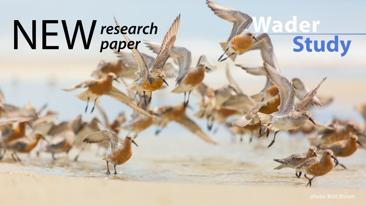 Kiawah and Seabrook islands are a critical site for the rufa Red Knot by @MMPelton et al. waderstudygroup.org/article/16431/ #ornithology #waders #shorebirds #OpenAccess @Sara_Padula_ @JulianGW1 @NRSenner @jennylinscott @UofSCBiology @SCDNR