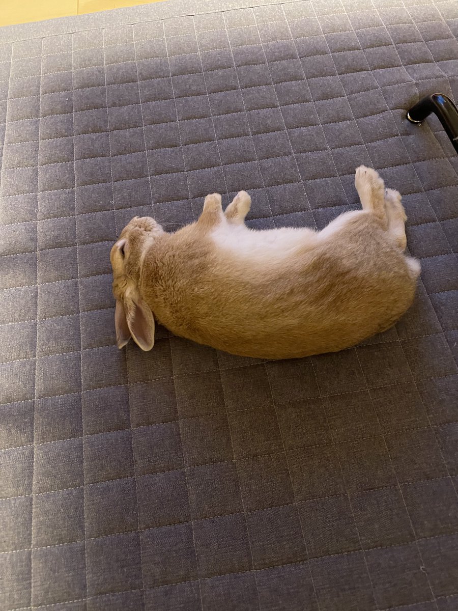 仗助🐰とAndy😛 tweet media