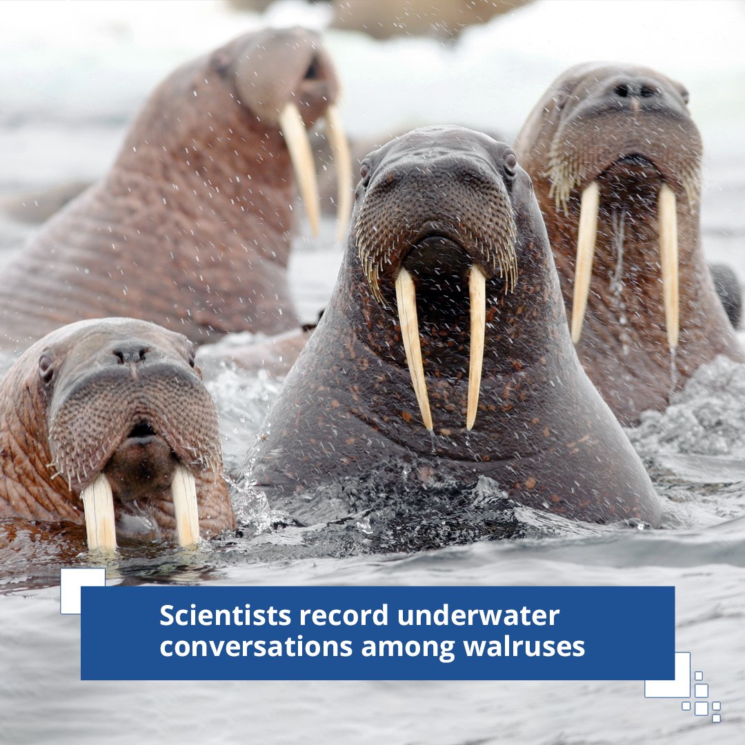 How do walruses converse?They bang, grunt,whistle,and even make tambourine-like beating sounds,as scientists from the Institute of Oceanology of the Russian Academy of Sciences and specialists from the Nenets Reserve found out during an expedition to Matveev Island.