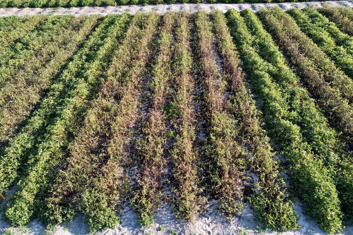 Beautiful day for the last leaf spot and white mold rating - stay tuned for results this winter cause this disease pressure ain’t no joke! #Provysol 🥜