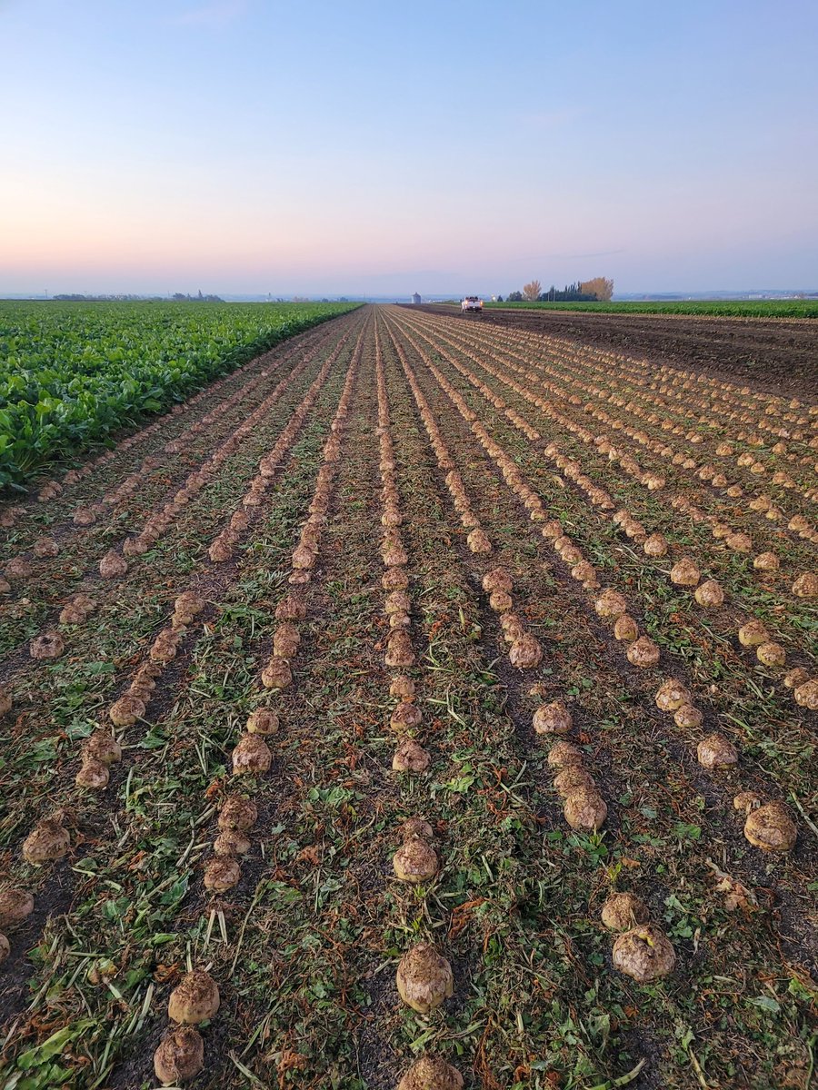 These beets are feeling mighty vulnerable after being 'topless' for three going on four days thanks to Lantic's Butte piler being down since Thursday....