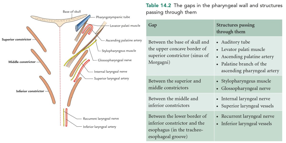 AnatomyDecoded's tweet photo. #Anatomydecoded #Pharynx
Anatomical Structures Passing in Relation with the Constrictor Muscles of the Pharynx https://t.co/efhHM7fPww