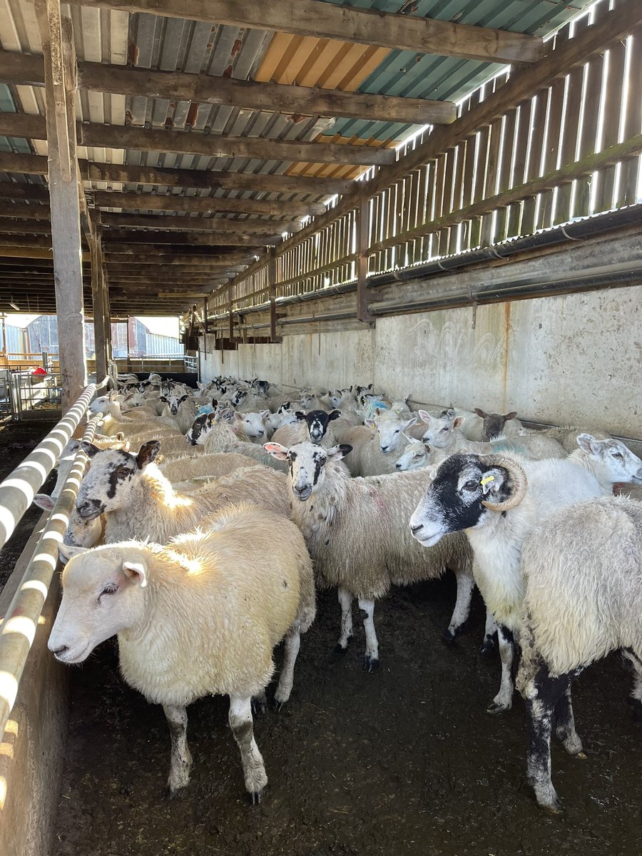 So… Sometime between Thursday 22nd and Sunday 25th Sept we have had 90 lambs taken. Ran out of a group of 300. Tex x lambs, 38-40kgs at the time of taken. Likley never see them again, but you never know. UK11933, Red stroke over pin bones, green or red pop on shoulder.. 1/2