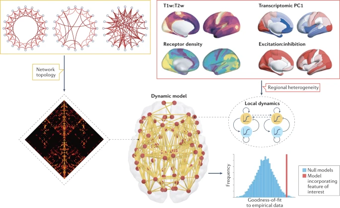 Rodrigo Cofre (@cofre_rodrigo_) on Twitter photo Beautiful work led by the brilliant <a href="/loopyluppi/">Andrea Luppi</a>
"Dynamical models to evaluate structureโfunction relationships in network neuroscience"
nature.com/articles/s4158โฆ Beautiful work led by the brilliant <a href="/loopyluppi/">Andrea Luppi</a>
"Dynamical models to evaluate structureโfunction relationships in network neuroscience"
nature.com/articles/s4158โฆ