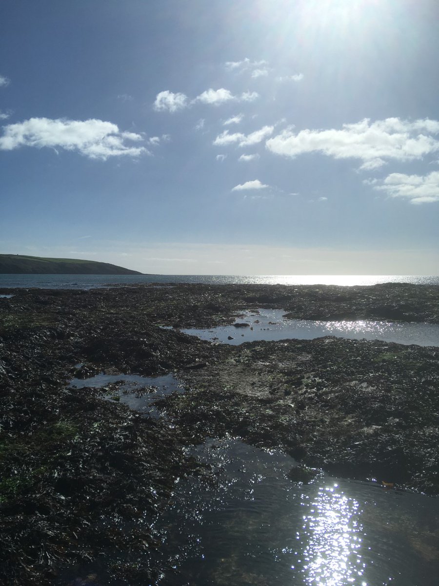 FoweyAquarium's tweet photo. Rockpooling Killivarder island off Par beach at low tide.  Loads of green sea urchins today and a large Conger Eel in a hole!

Larger tide preferable. A little wet on my return! https://t.co/xu0LR0NlvB