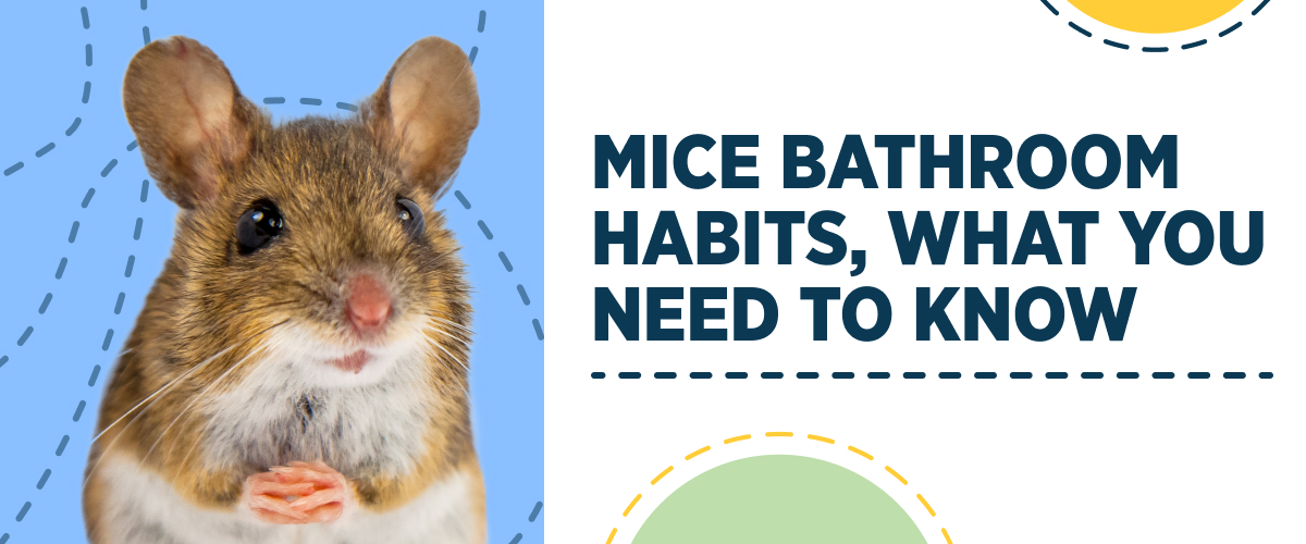 Mice prefer their enclosures tidy. Additionally, these exceptionally clean rodents like their potty neat, too! Read on to learn about mice bathroom habits. smallpetselect.com/mice-bathroom-… #smallpetselect #micehabits #petmice #micebathroom