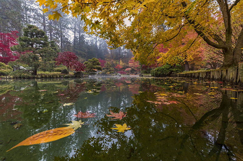 A low POV of the Kiri pond in the Spokane Japanese Garden during fall. Find it here: bit.ly/3Ve6lZr #fallforart #buyintoart #Spokane #Japanesegarden #Autumnvibes #Fallcolors #100worksofart #photographylovers #wallart
