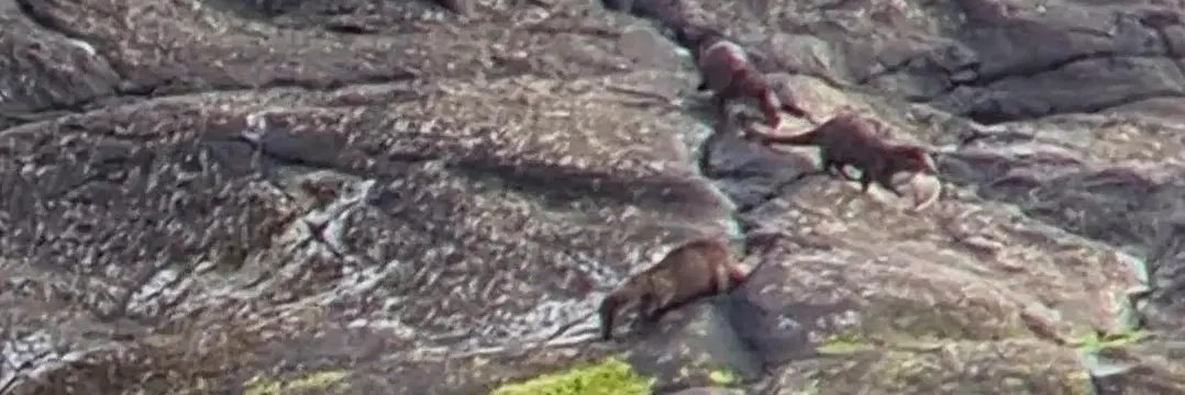 zoologyguy's tweet photo. Think you guys will be interested in seeing some photos of an otter mum and her two cubs I spotted while surveying with Andy Rothwell of IOSF! We watched her fish for two hours! You can see in one photo she's rolling around - cleaning the salty water off! #2022EBE https://t.co/7Qsnpn360R