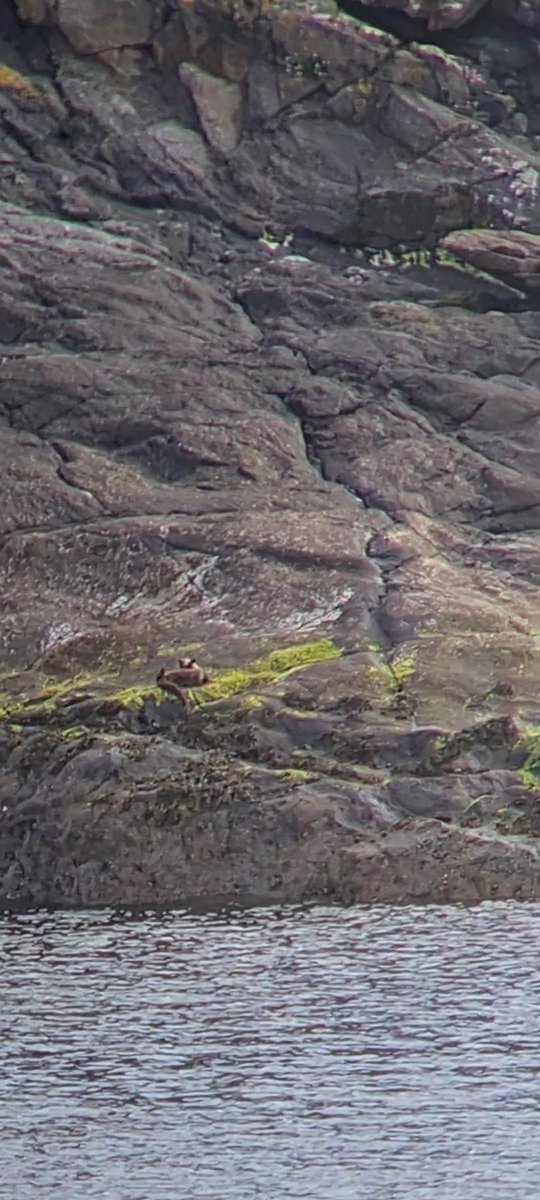 zoologyguy's tweet photo. Think you guys will be interested in seeing some photos of an otter mum and her two cubs I spotted while surveying with Andy Rothwell of IOSF! We watched her fish for two hours! You can see in one photo she's rolling around - cleaning the salty water off! #2022EBE https://t.co/7Qsnpn360R