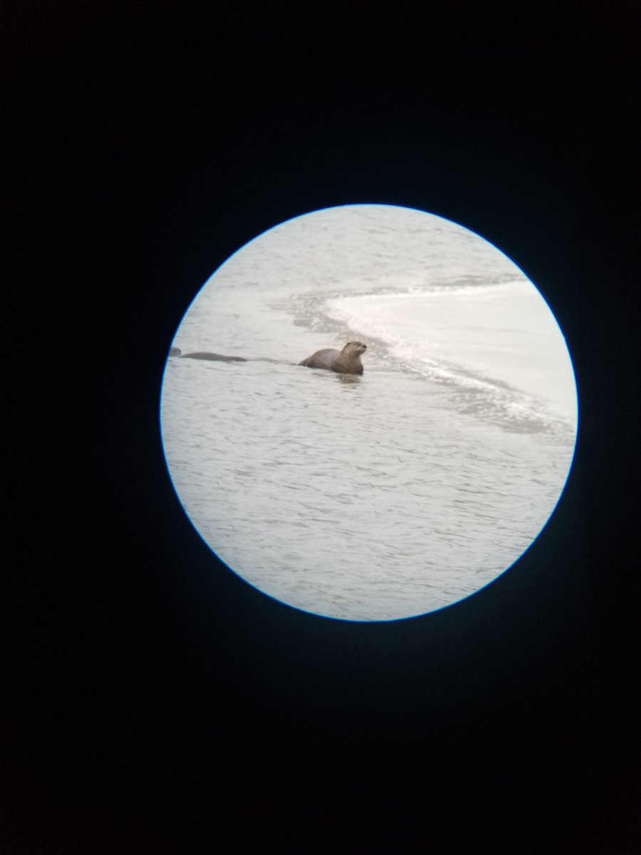 EthansPetProj's tweet photo. @USFWSRefuges Mom took this pic with her phone and a spotting scope last winter on our first trip to
#Muscatatuck @USFWS Not the best, but its still cool! https://t.co/Q3Kaaw1VDj