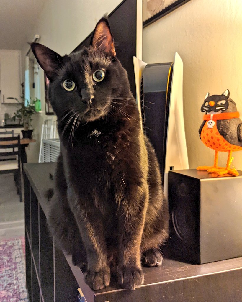 DeaconTheCat's tweet photo. It's Monday! What are we doing today!? Let's go!! https://t.co/fnRUuLeebC