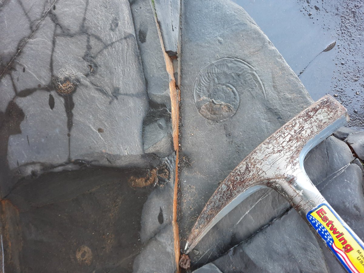 Palaeo_Meghan's tweet image. Some fossils at Ravenscar today with the @ExtinctionDTP fieldtrip. Going to do a show and tell of everybody's fossil finds soon. There was some really beautiful finds today 🐚💗