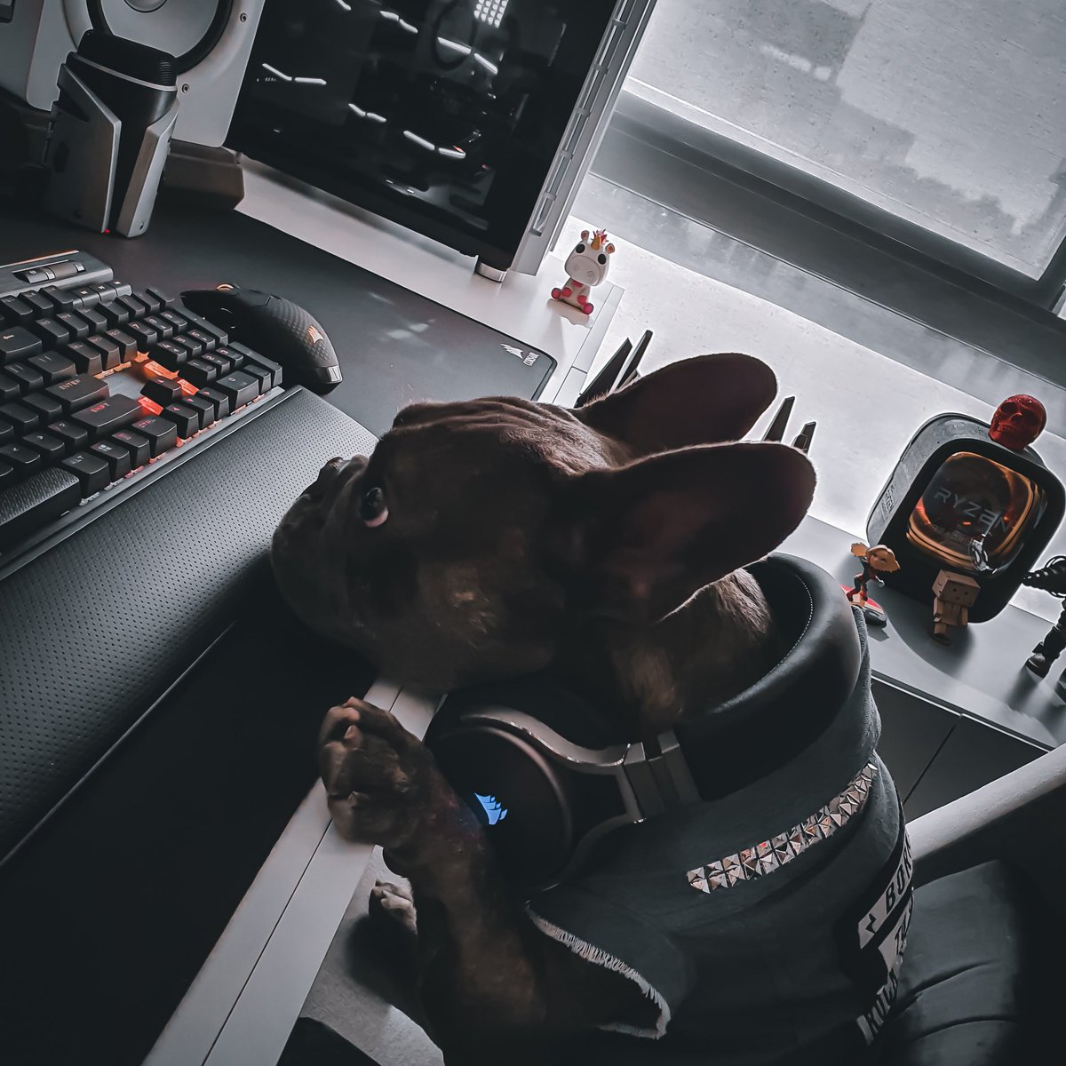 Corsair_BR's tweet photo. 🐶 Esse era eu ontem, vendo o último mapa para o Major de CS:GO no RJ.
Apreensivo, tenso e com o coração na pata!
Você também acompanhou o jogo?
#dogsair #corsairbr #IEM https://t.co/1HuLdwS9HE