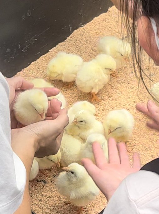 アクアリウム東京行ってきました。 相変わらずこの手のイベントはカオス。 猫がいると言っても、もう還暦だからと言っても（嘘）「大丈夫です」とミーアキャットやメンフクロウなどを売り付けようとしてくる。 相変わらずお触りコーナーの動物たちはにげも隠れも出来ず触られ放題😩<a href="/tag/%E7%8C%AB%E3%82%AB%E3%83%95%E3%82%A7"class="tags"><span>#猫カフェ</span></a><a href="/tag/%E7%A9%BA%E9%99%B8"class="tags"><span>#空陸</span></a>